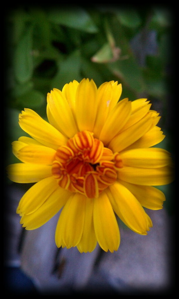 Artwork for Creatively Natural