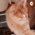 Culture Cat