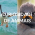 CURIOSIDADE DE ANIMAIS