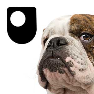 Artwork for Darwin and Evolution