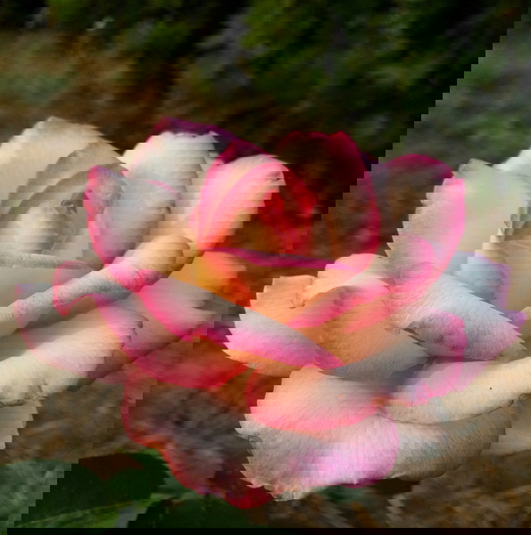 Artwork for "Davis Garden Show and Beyond" on KDRT