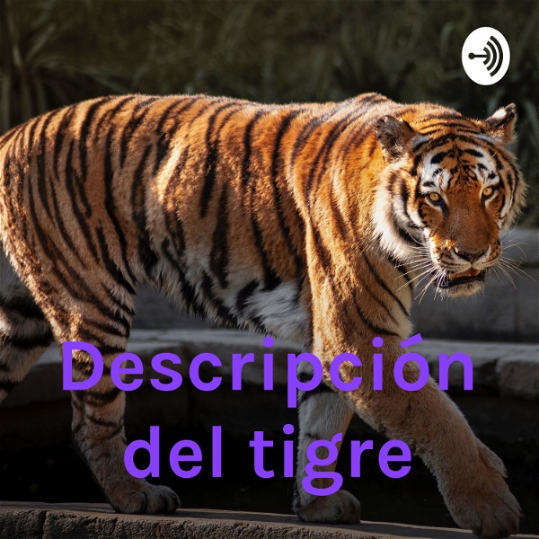 Artwork for Descripción del tigre