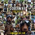 Doberman Training & History Podcast by ElDobermanKing