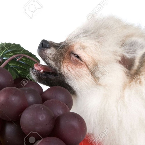 Artwork for Dog and Fruit Podcast