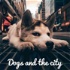 독스 앤 더시티 (Dogs and the city)