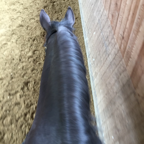 Artwork for Dressurpassion