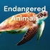 Endangered Animals