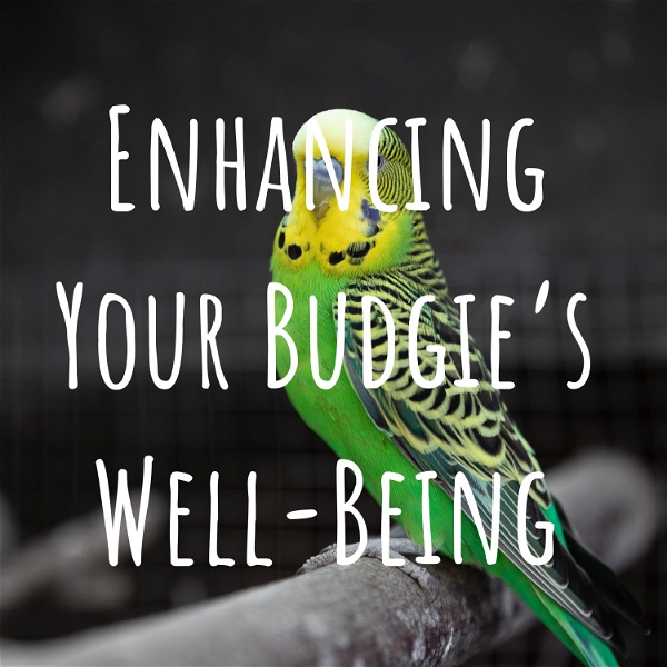 Artwork for Enhancing Your Budgie's Well-Being: A Comprehensive Guide