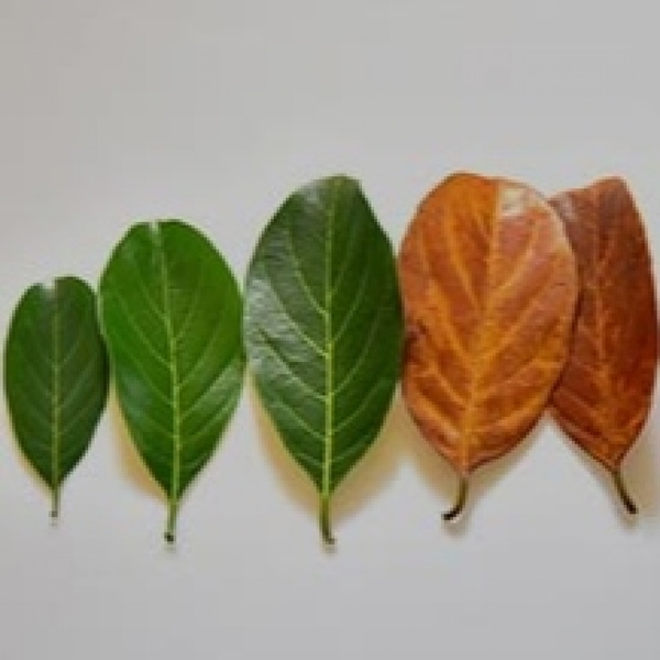 Artwork for Envejecimiento