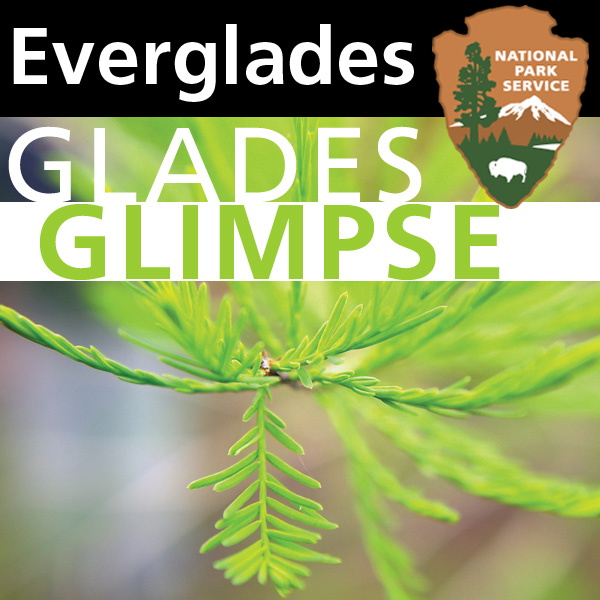 Artwork for Everglades