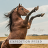Expedition Pferd