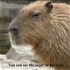 Capybara voice