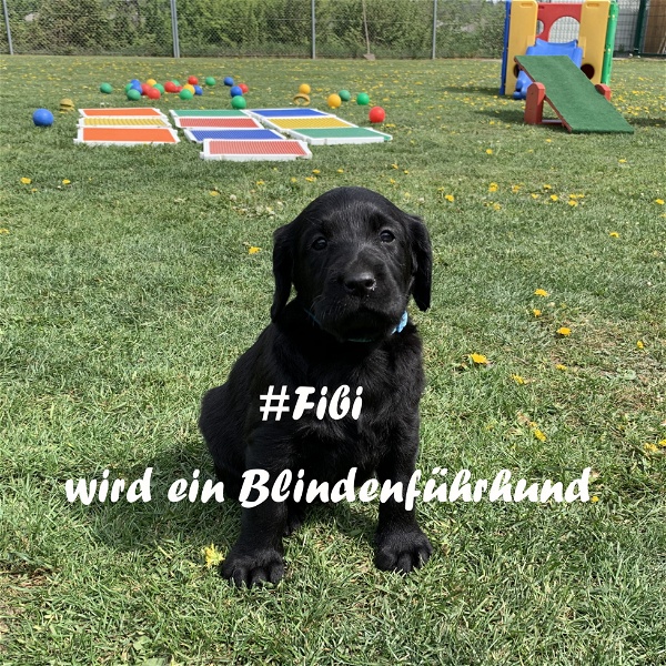 Artwork for Fibi wird ein Blindenführhund
