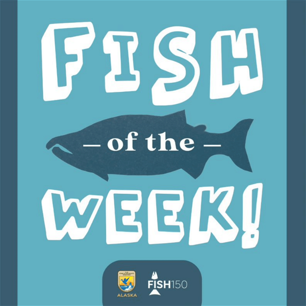 Artwork for Fish of the Week!