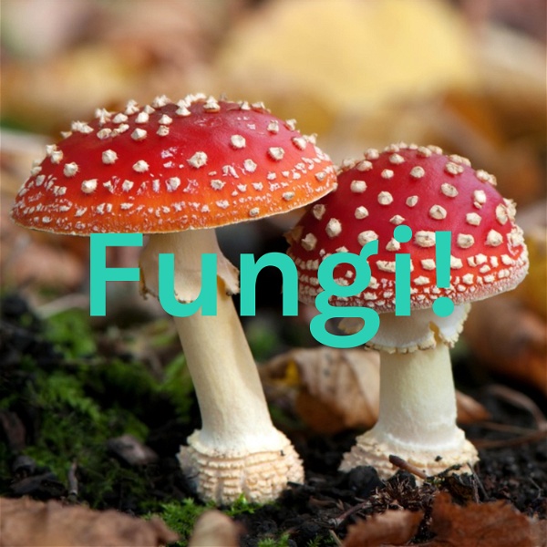 Artwork for Fungi!