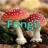 Fungi!