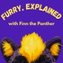 Furry, Explained