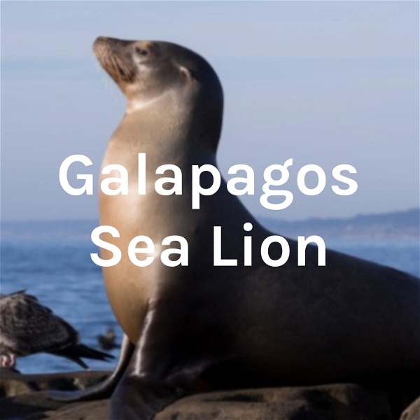 Artwork for Galapagos Sea Lion