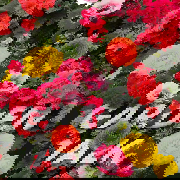 Artwork for Garden Talk