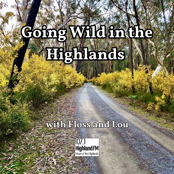 Artwork for Going Wild in the Highlands