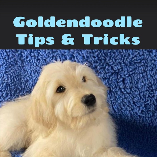 Artwork for Goldendoodle Tips & Tricks