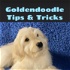 Goldendoodle Tips & Tricks