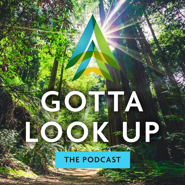 Artwork for Gotta Look Up Podcast