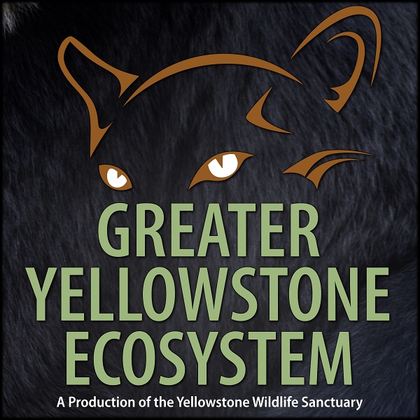 Artwork for Greater Yellowstone Ecosystem
