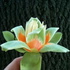 Grow Like Wild!