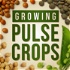 Growing Pulse Crops