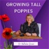 Growing Tall Poppies
