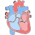 HEART & EKG