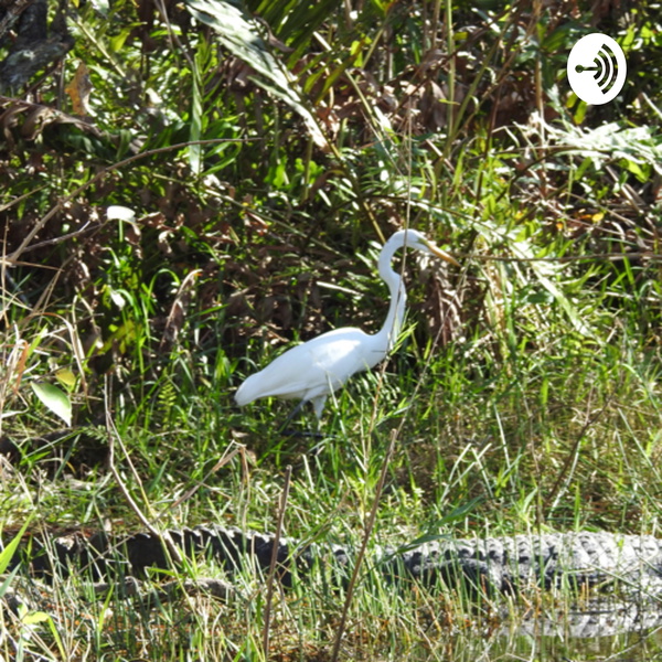 Artwork for Hey Now Science