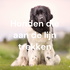 Honden die aan de lijn trekken