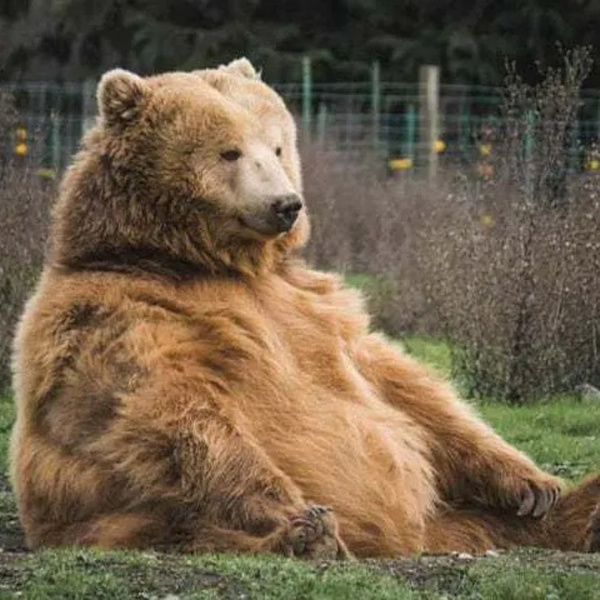 Artwork for 灰熊的自言自语