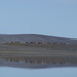 Icelandic horse podcast