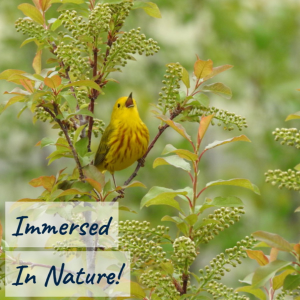 Artwork for Immersed In Nature: Nature Sounds for Sleep and Relaxation