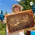 Importancia sobre la apicultura