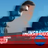 ingrÁvidos