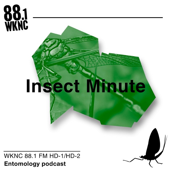 Artwork for Insect Minute