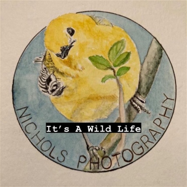 Artwork for It’s a Wild Life