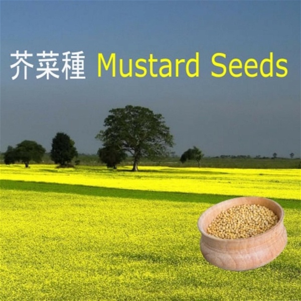 Artwork for 芥菜種 Mustard Seeds