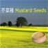 芥菜種 Mustard Seeds