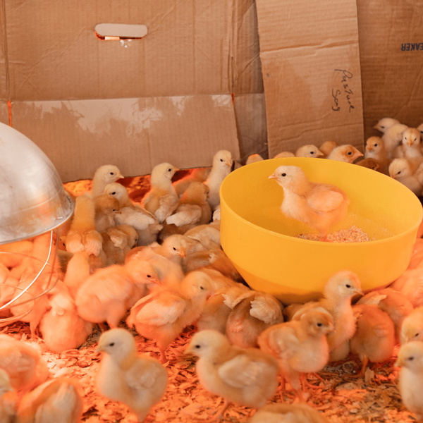Artwork for John's Poultry Farm
