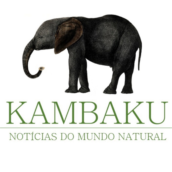 Artwork for Kambaku Podcast