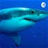 La Triste Realidad De Los Tiburones.🦈