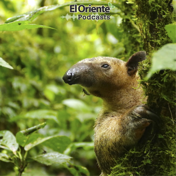 Artwork for La Voz de la Amazonía