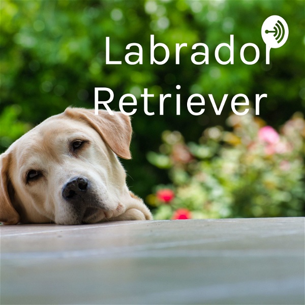 Artwork for Labrador Retriever