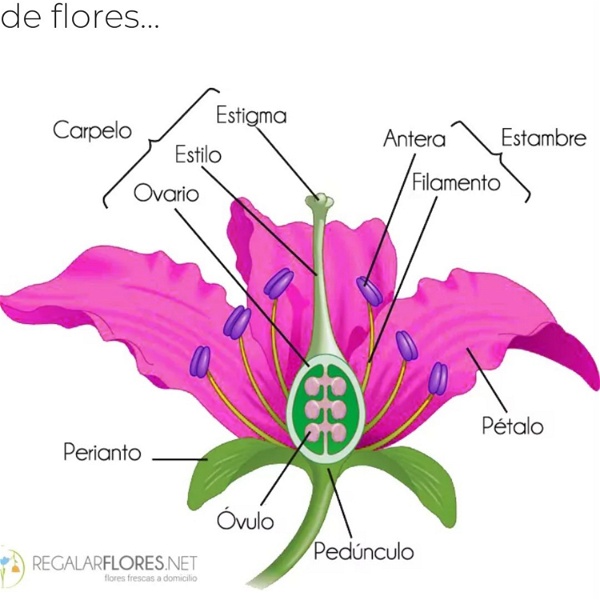 Artwork for Las Partes De La Flor