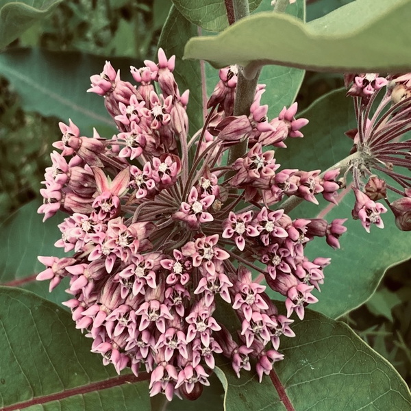 Artwork for Le français, moi j'adore